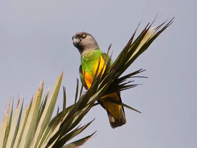 Сенегальский длиннокрылый попугай 🦜 Описание с фото | Pet7