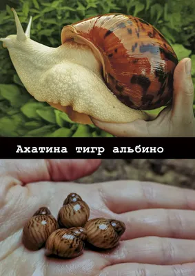Big Snails - купить улитку: ахатины, архахатины, захрисии, древесники