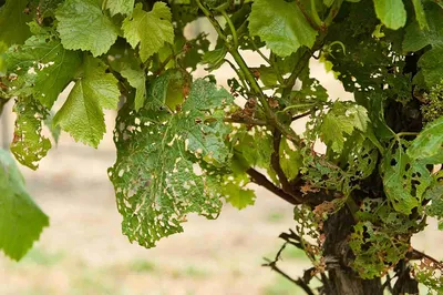 7 советов, как победить грибковые болезни винограда