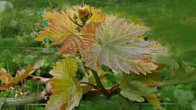 Блог Владимира Исаенко о винограде и саде на даче: Виноград Богема, листья  винограда фото