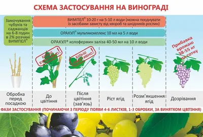 Как защитить виноград от вредителей и болезней весной: советы по обработке