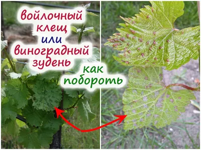 Виноградный войлочный клещ (зудень): как избавляться без вреда для растения?