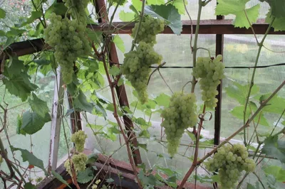 Как выращивать виноград на среднем Урале. Часть 2