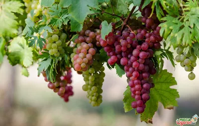 Виноград: болезни и вредители кустарника, борьба с ними разными методами