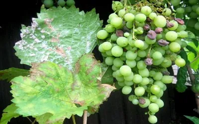 Мучнистая роса на винограде: симптомы и методы борьбы