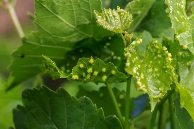 6 самых распространённых болезней и вредителей винограда. Описание и фото —  Ботаничка