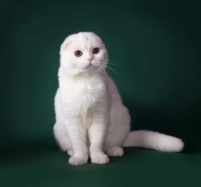 Белые вислоухие коты - картинки и фото koshka.top