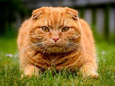 Картинка Шотландская вислоухая коты Рыжий Усы Вибриссы 1600x1200