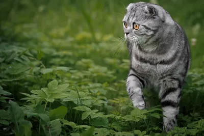 Картинки Шотландская вислоухая коты траве Взгляд Животные 2100x1400