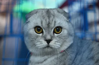 Огромные мейнкуны, вислоухие коты и многие другие на выставке кошек в  Бишкеке – K-News