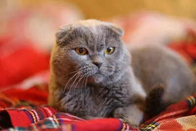 Сколько лет в среднем живут шотландские вислоухие кошки? | Гавкуша | Дзен