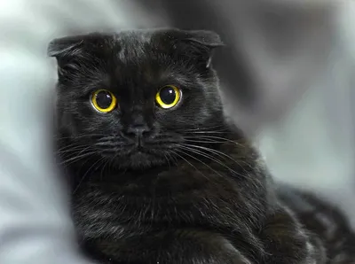 Черные вислоухие коты (44 лучших фото)