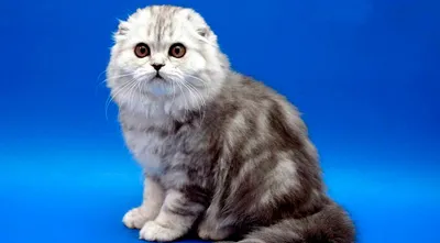Самые милые и красивые шотландские вислоухие кошки и котята: фото