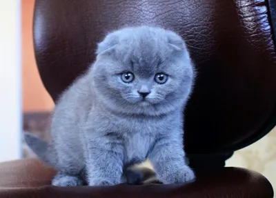 Голубая вислоухая кошка - картинки и фото koshka.top