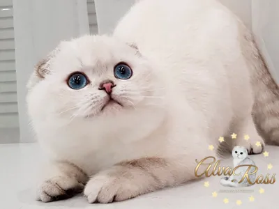 Вислоухие котята с голубыми глазами | AlvaRoss.com