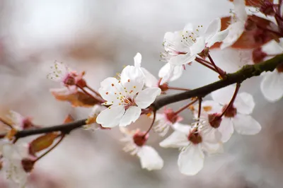 Вишня В Цвету Цветок Весна - Бесплатное фото на Pixabay - Pixabay