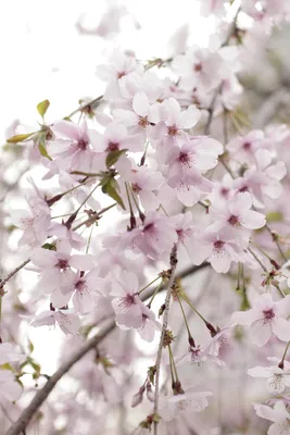 Бесплатные Вишня в цвету Сакура 1 стоковые фотографии | FreeImages