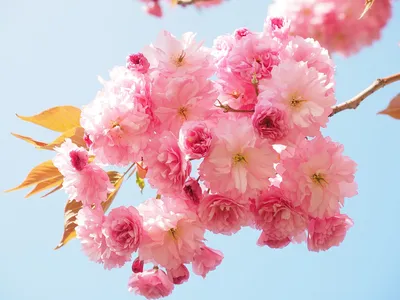 вишня в цвету весной Фон Обои Изображение для бесплатной загрузки - Pngtree