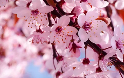 Розовая вишня в цвету · Бесплатные стоковые фото