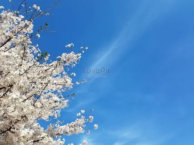 Вишня Полном Цвету Парка Инокашира стоковое фото ©kanzilyou 315685660