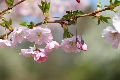 иллюстрация розовой вишни, вишневый цвет евклидова, нарисованная розовая  вишня, акварельная живопись, аранжировка цветов, окрашенные png | PNGWing