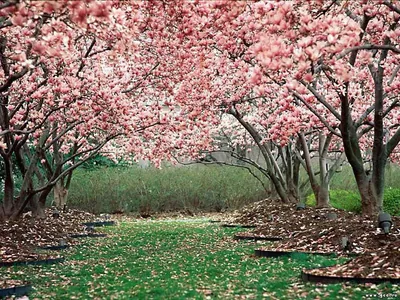 Красота природы: вишня в цвету