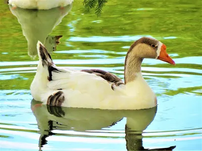 Водоплавающие птицы - картинки и фото poknok.art