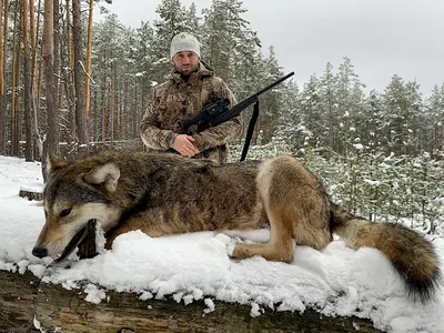 Охота на волка зима 2021. Выстрел в кадре.