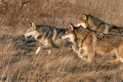 Особенности и методы охоты на волка в зимнее время