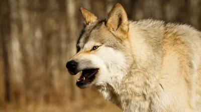 В 2020 году волки более 200 раз нападали на россиян, сообщили в Минприроды  - Газета.Ru