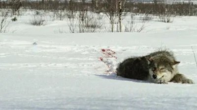 Полиция начала проверку охоты с участием курганского депутата-единоросса,  где волка переехали снегоходом