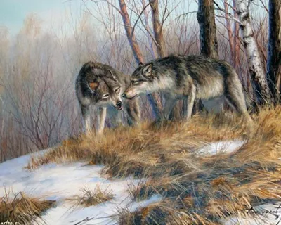 Рисунок волки на охоте - 72 фото