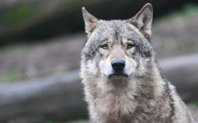 ХДС, СвДП и AfD требуют охоты на волка: и терпят неудачу