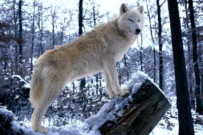 Полярный волк: 6 особенностей жизни арктического хищника | Приключения  натуралиста | Дзен