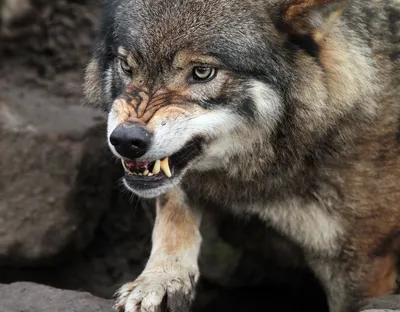 Цикл: Пушистые охотники. Волки. | Пикабу