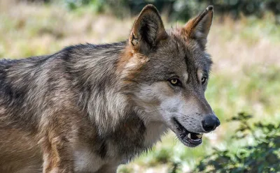 Кусинских охотников приглашают за путевками на волка и на медведя