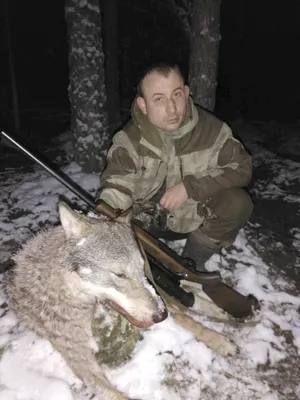 Охота на волка ранней зимой | АЭТК Белый лось | Волк 2020