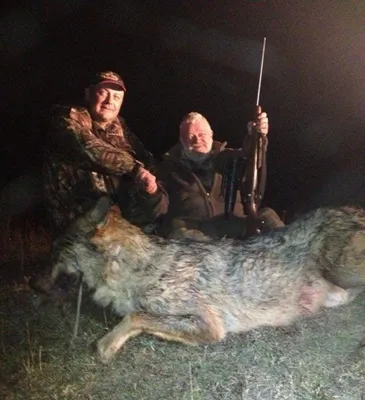 Абхазские охотники выследили и убили опасного волка-одиночку