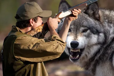 В охоте на волка большая вероятность превратиться в жертву» -  профессиональный волчатник