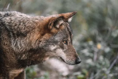 [53+] Волк на охоте фото