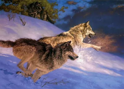 Волк и человек: история взаимоотношений
