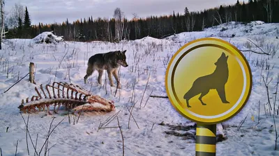 Особенности и методы охоты на волка в зимнее время
