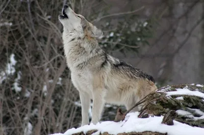 Охотники Коми побили рекорд десятилетней давности по добычи волка |  ОБЩЕСТВО | АиФ Коми