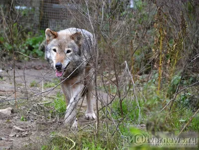 В Тверской области охотники намерены уничтожить всю стаю волков, которые  нападают на деревни