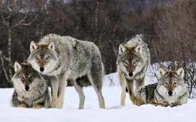 В Коми неудачи на охоте вынуждают волков выходить к людям | Комиинформ