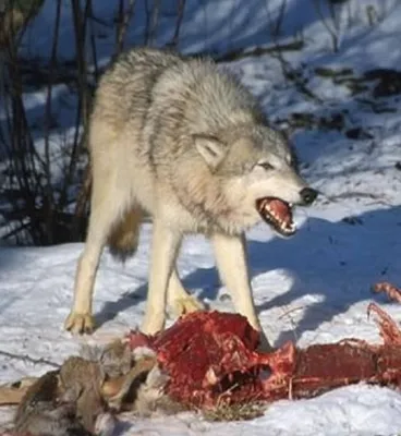 Волк - описание, ареал обитание, виды волков, охота на волков