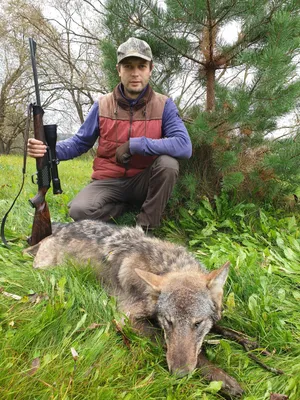 Охота на волка в Беларуси