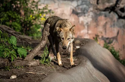 В Архангельской области открыта охота на волков | Ветеринария и жизнь