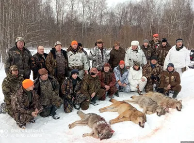 В Гдовском районе охотники за один раз добыли четырех волков