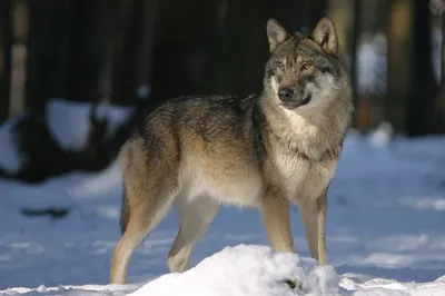В Карелии продолжается охота на волков | Новости Костомукши - БезФормата